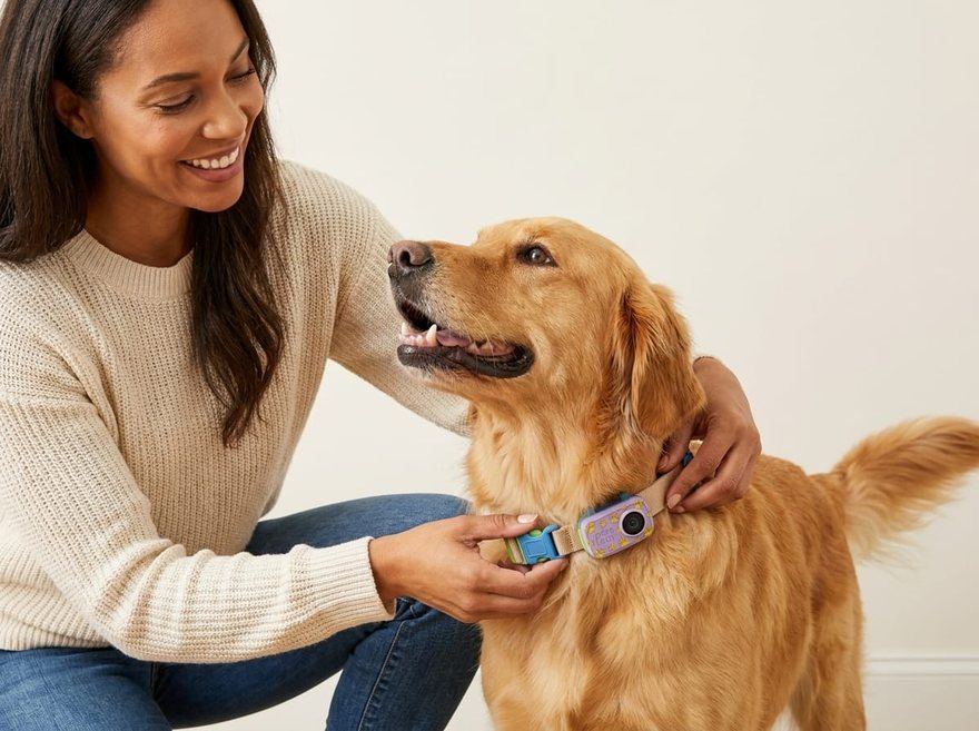 Woman attaching Pawcast camera to golden retriever's collar